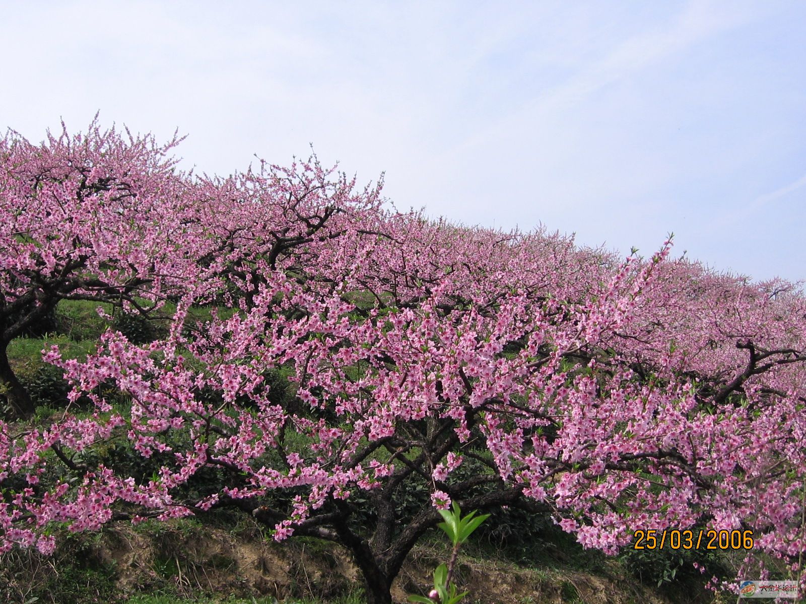 桃李花开