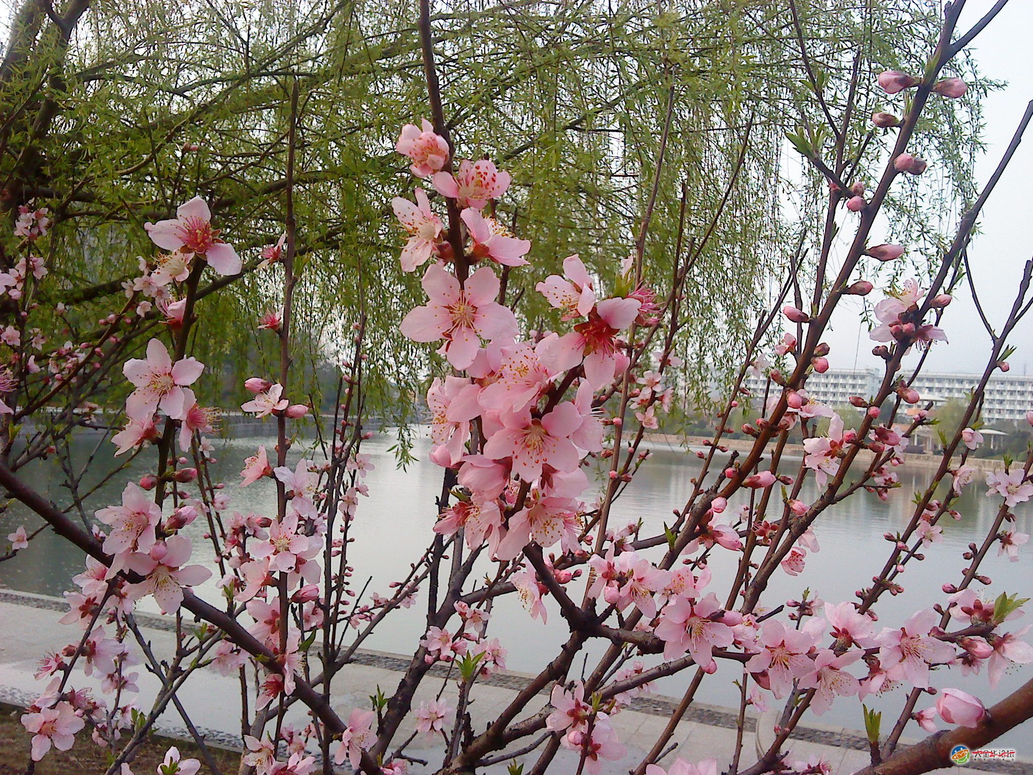 桃花开了,杨柳吐絮,面对美丽的春光,工科出身的我只能自叹词穷