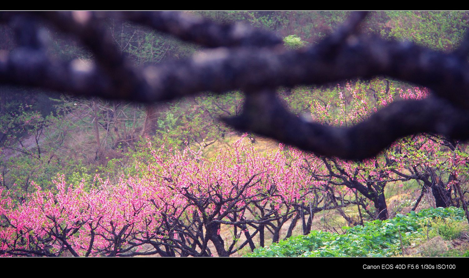 桃花村