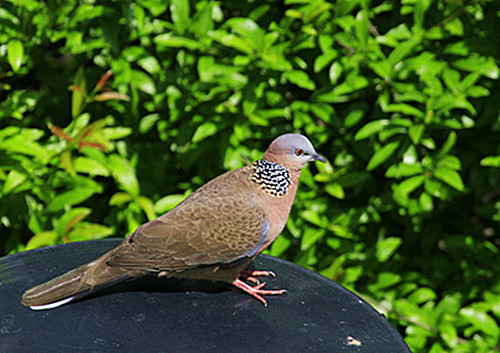 356_2828030_61ecd2f31664c17.jpg?87