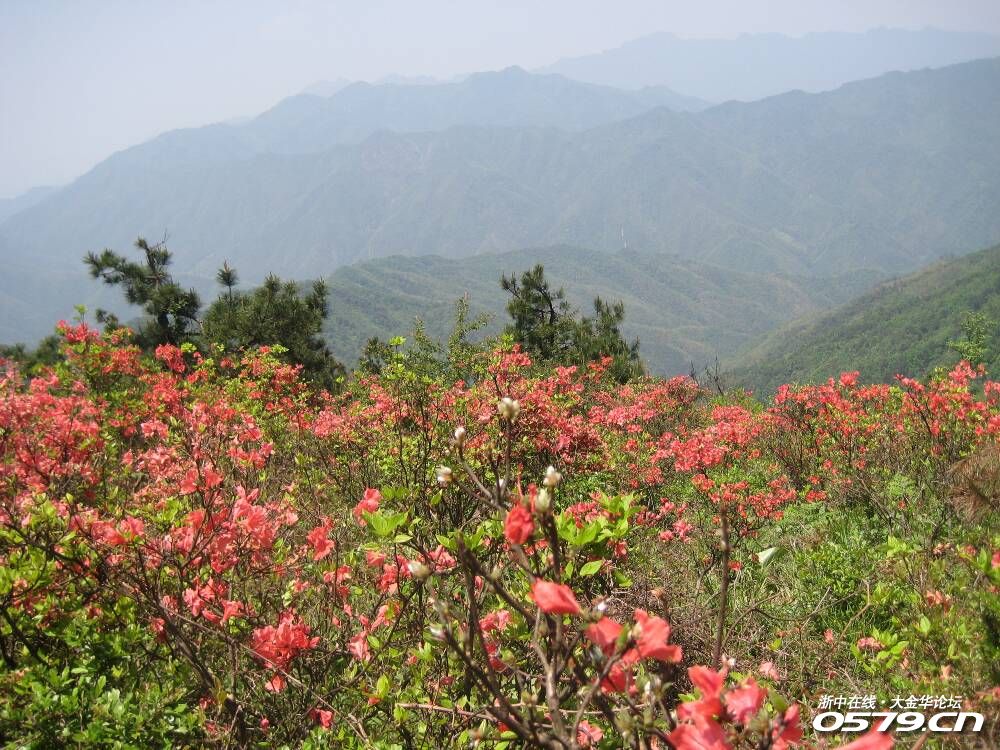 遂昌高坪看万亩杜鹃