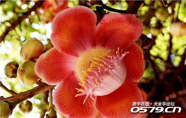 菩提花 