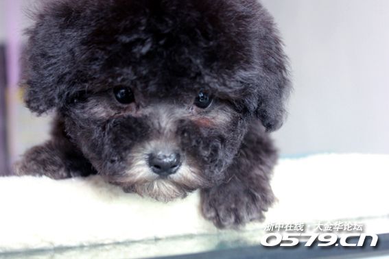 灰色泰迪返灰过程图片 178_2666784_2ec8569ae379ab2.jpg?161