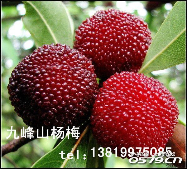 九峰山杨梅熟了,是汤溪人顶一个,谢谢!