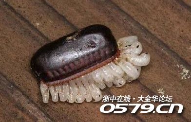 汉江坊吃到蟑螂卵店员竟然不承认