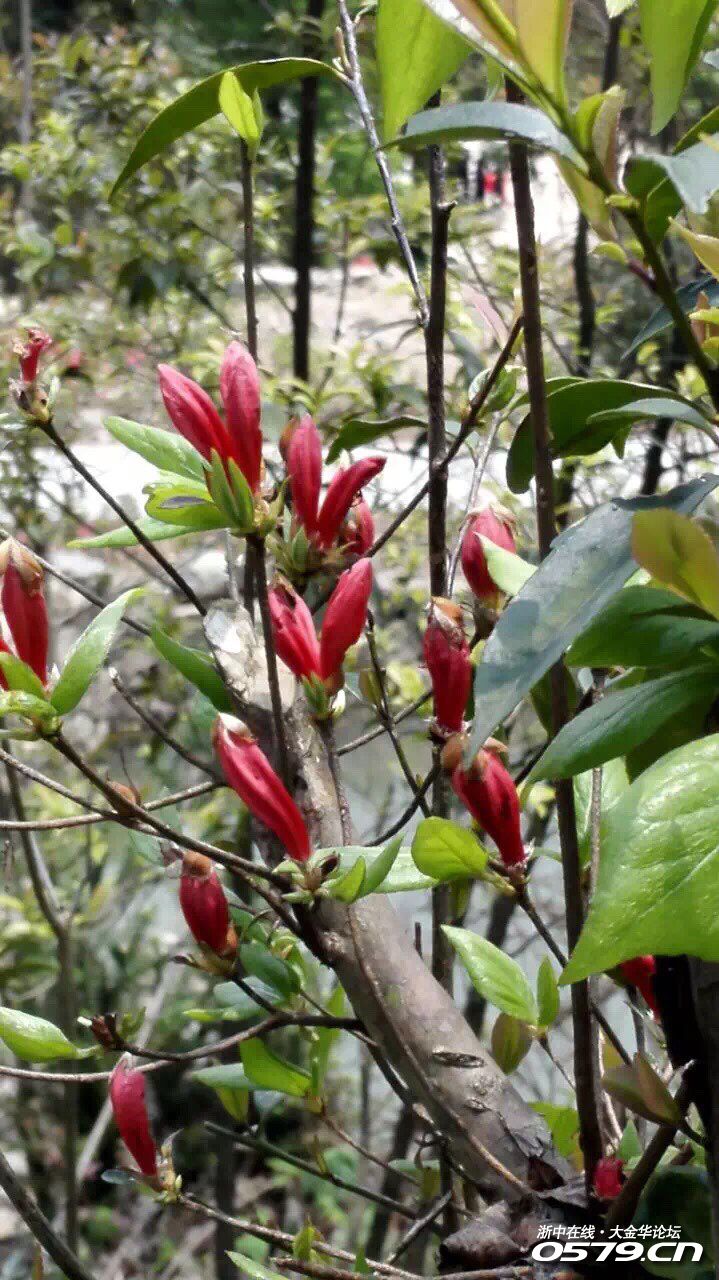 醉美七仙湖"——第四届杜鹃花节在金华磐安县高二乡高姥山正式揭开