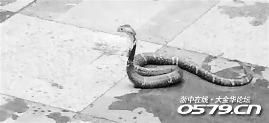 晨练时间 回溪公园窜出一条眼镜蛇|八婺杂谈 - 大金华