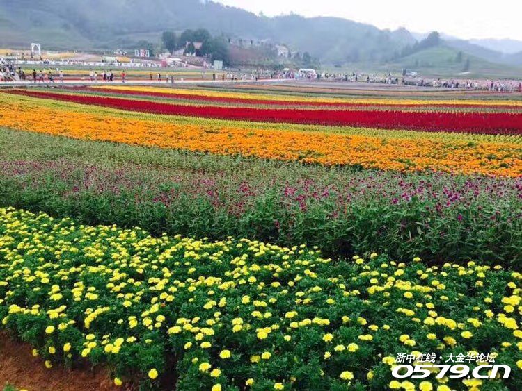 去了趟武义花田小镇 一不小心花田错了.