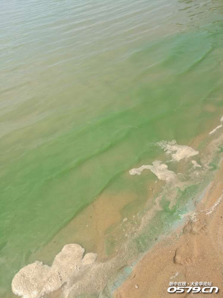 湖海塘的水好脏呀