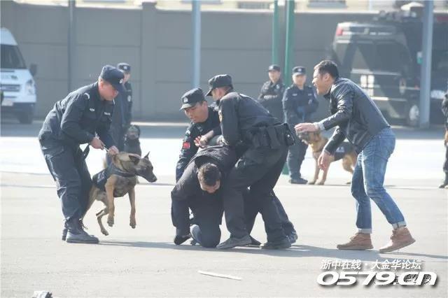 金华这些警犬开挂了,这场面.坏人看了腿软