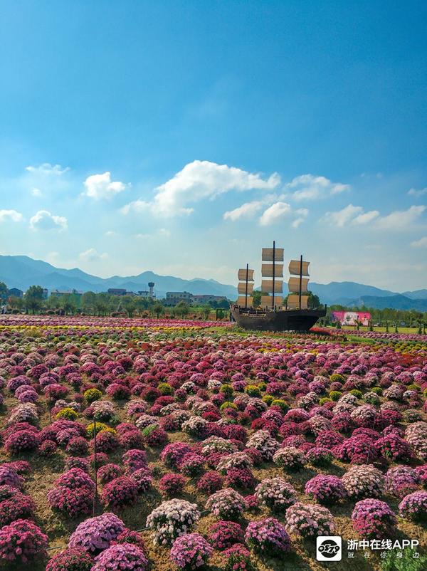 夏日生机渤渤的向日葵 渔歌小镇300多个品种 百万株菊花花开正艳