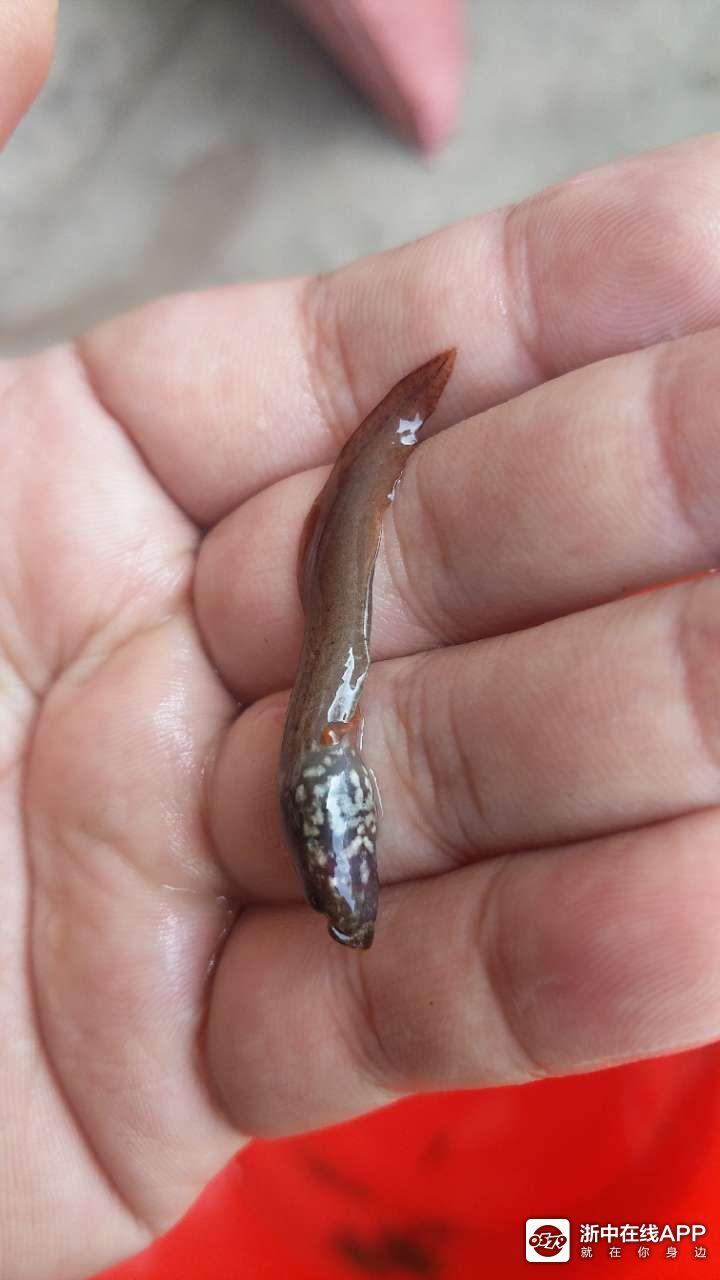 鲶鱼带腿?你见过吗?