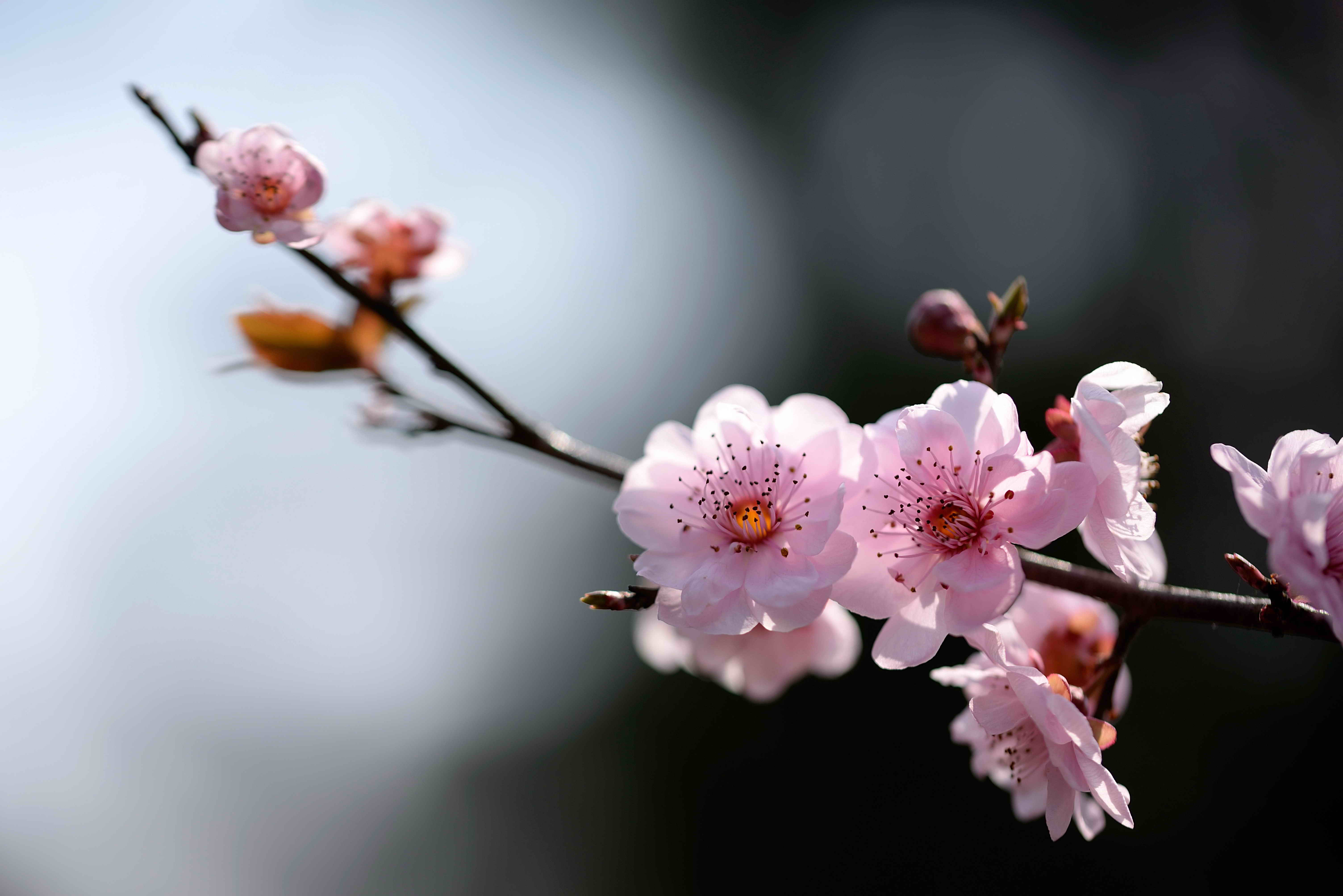 梅园梅花720度全景,顺带航拍和微距壁纸
