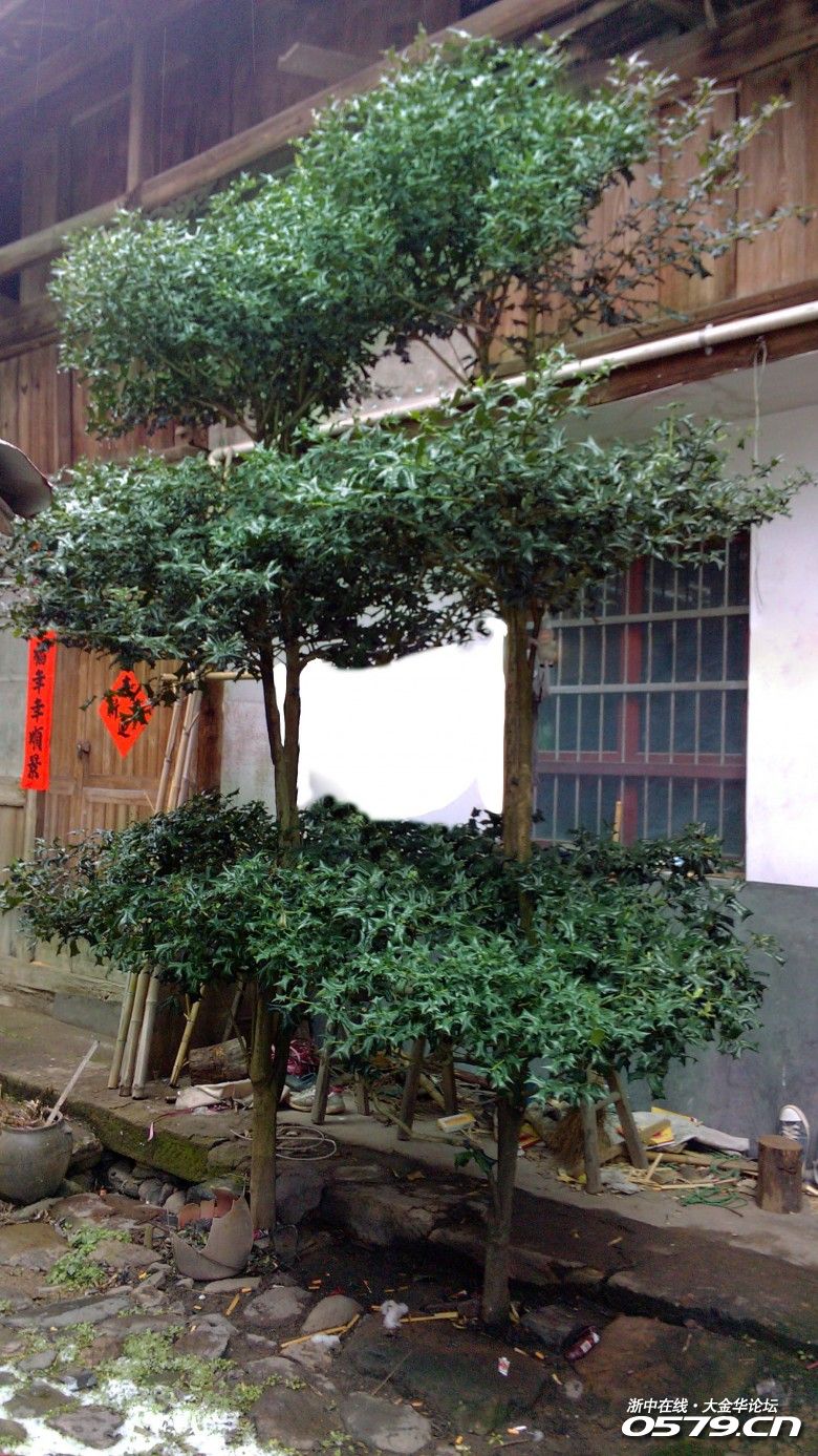 出售八角刺两株