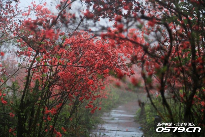 4.24-25日在磐安高二乡杜鹃花节拍杜鹃花