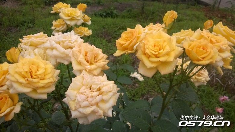 漂亮艳丽的月季花