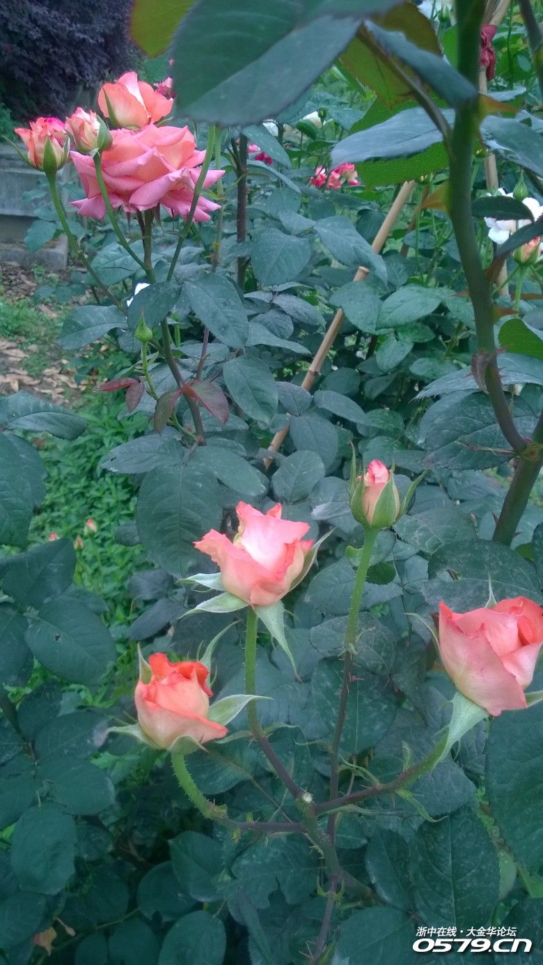 漂亮艳丽的月季花