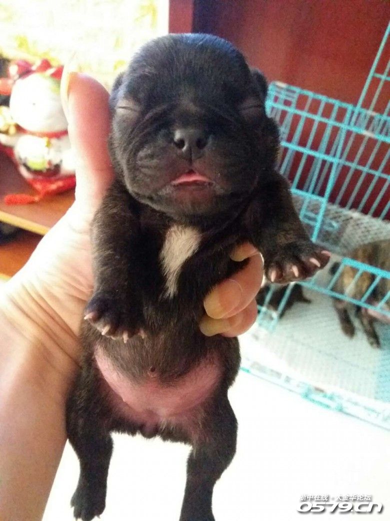 家有8个月红泰迪(母)一只,法国斗牛犬虎斑一只,1