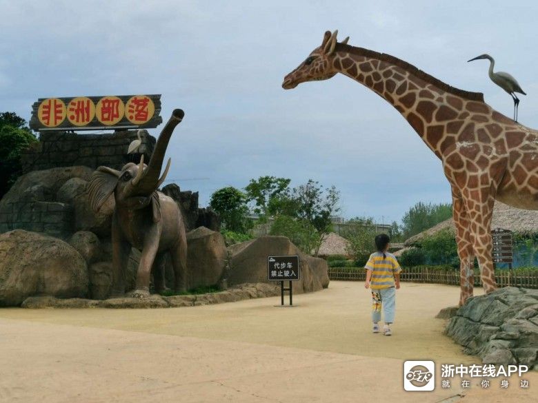 【0579体验团】仲夏露营,记杭州野生动物园24小时游