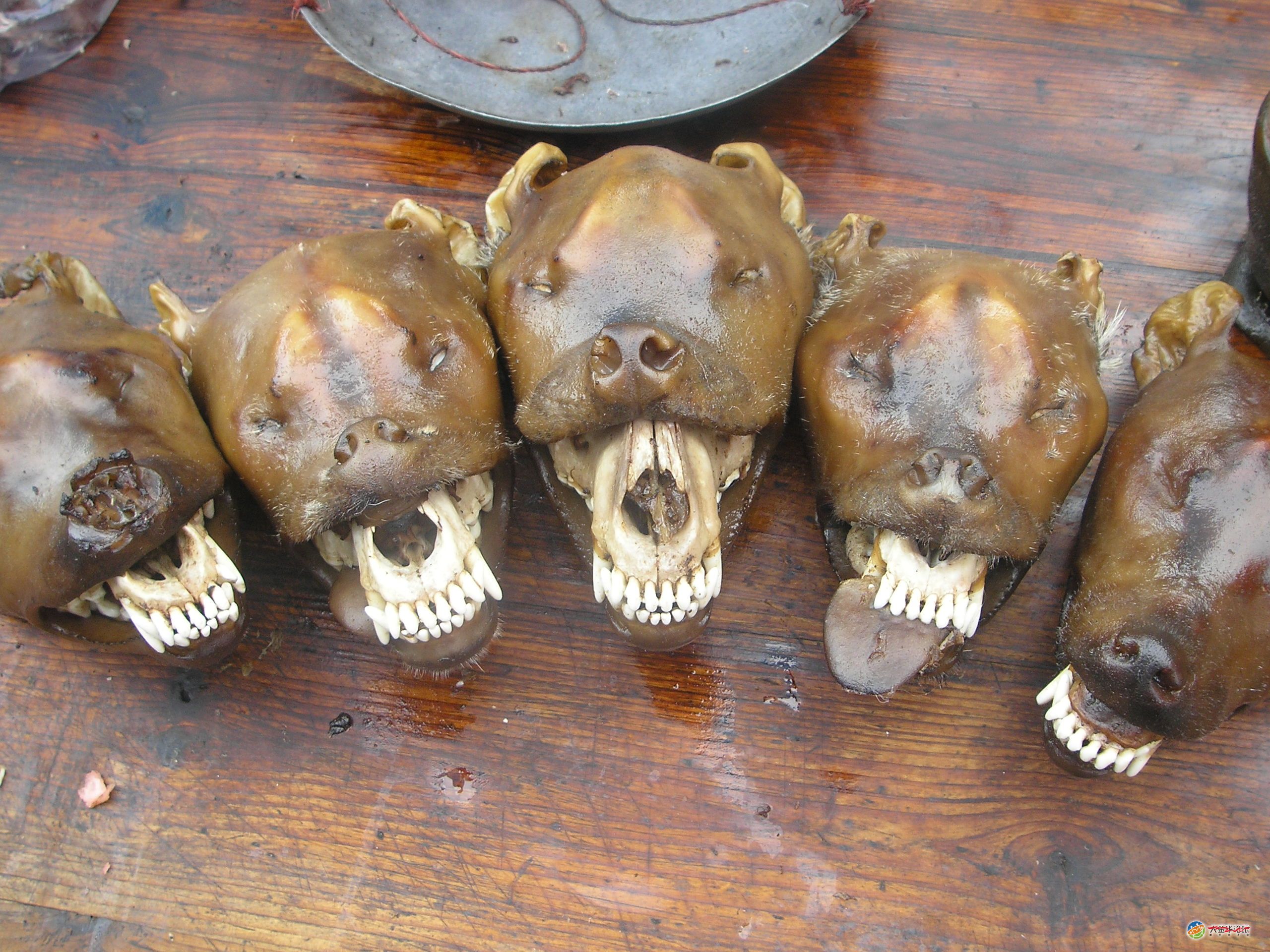 湖头狗肉节超级难看的狗头