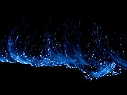 发光浮游生物会聚集起来,或呈团状,或呈丝状.
