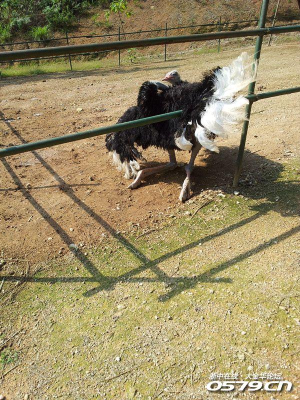 走到最后,这家伙忽然向后仰起了脖子,左右开弓,这是肿么样,这是要