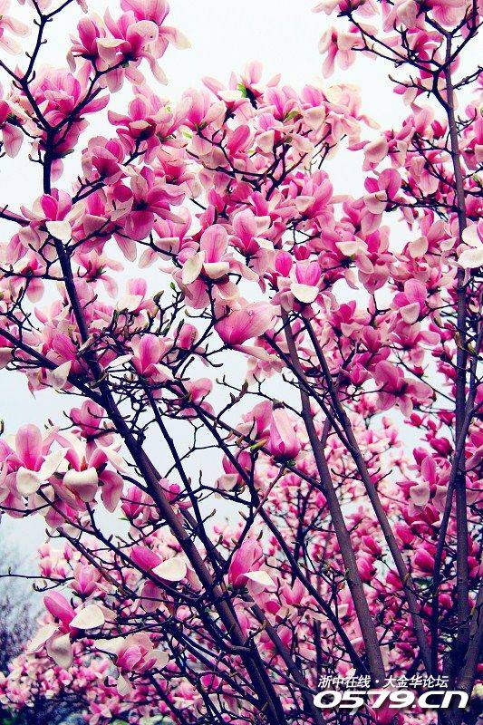 亭亭玉立,袅袅身姿---玉兰花