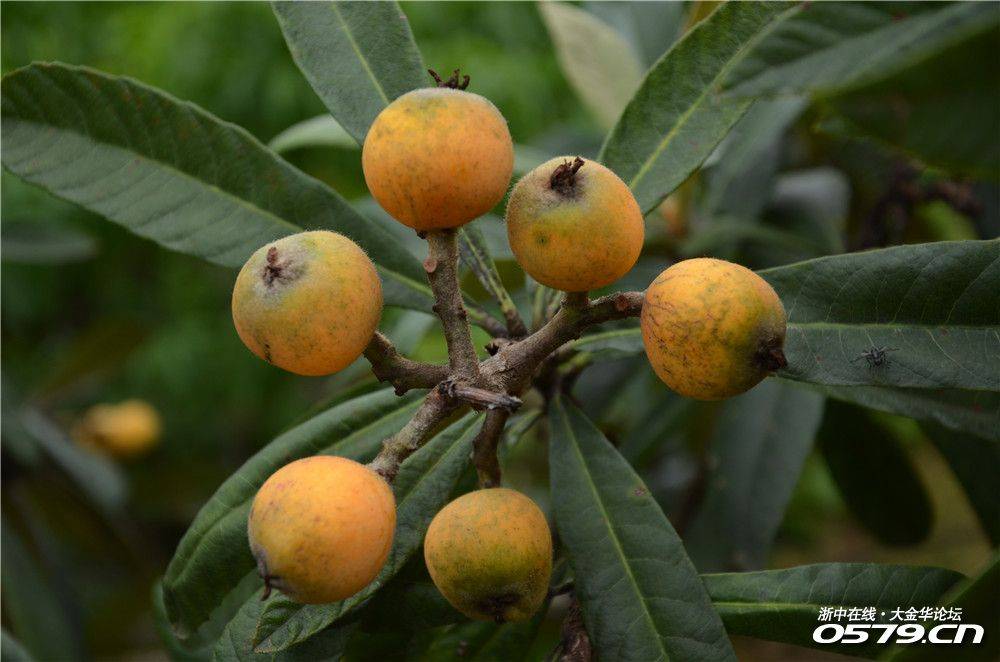 最美乡村曹宅镇岩后村采摘枇杷花絮--山青水秀流连忘返