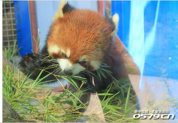 遊玩安地動物園(更新在第四樓)|0579浙中車友會 - 大金華論壇 - bbs