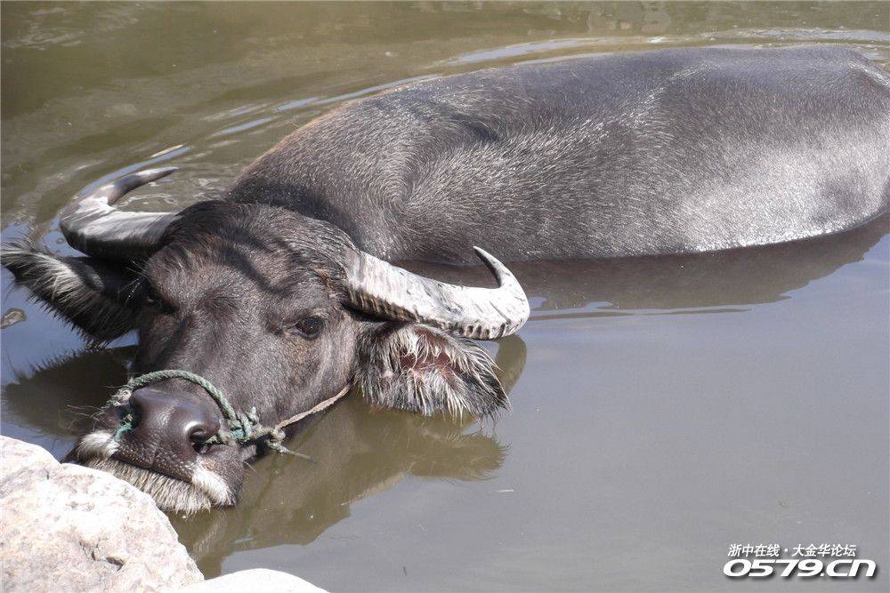 水牛很悠哉的在水中嬉戏