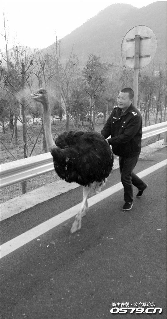 2米多高的鸵鸟在高速上狂奔 交警也是醉了