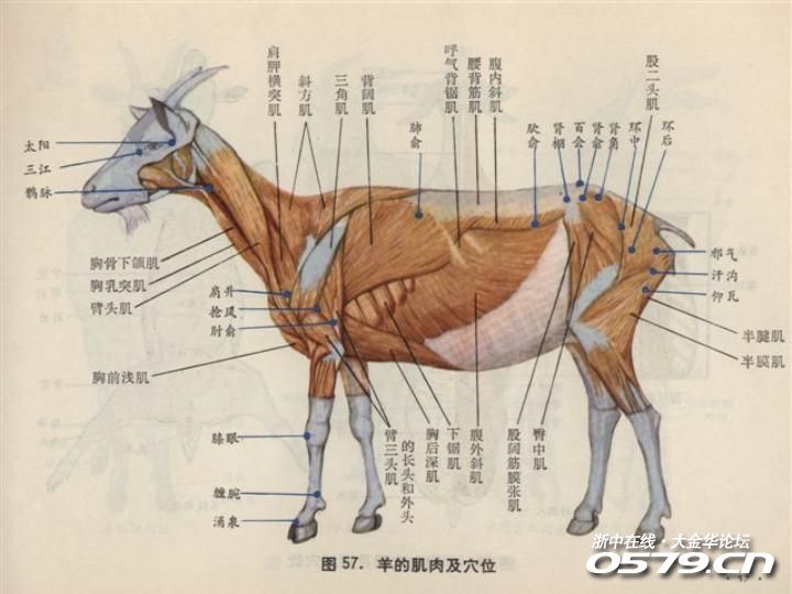 羊的颈部动脉血管图图片