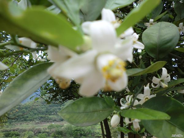 胡柚花香飘百里