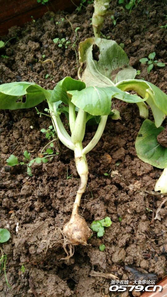 我家一米菜园出大事了,青菜根长萝卜啦