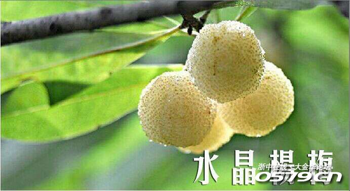 上虞水晶白杨梅