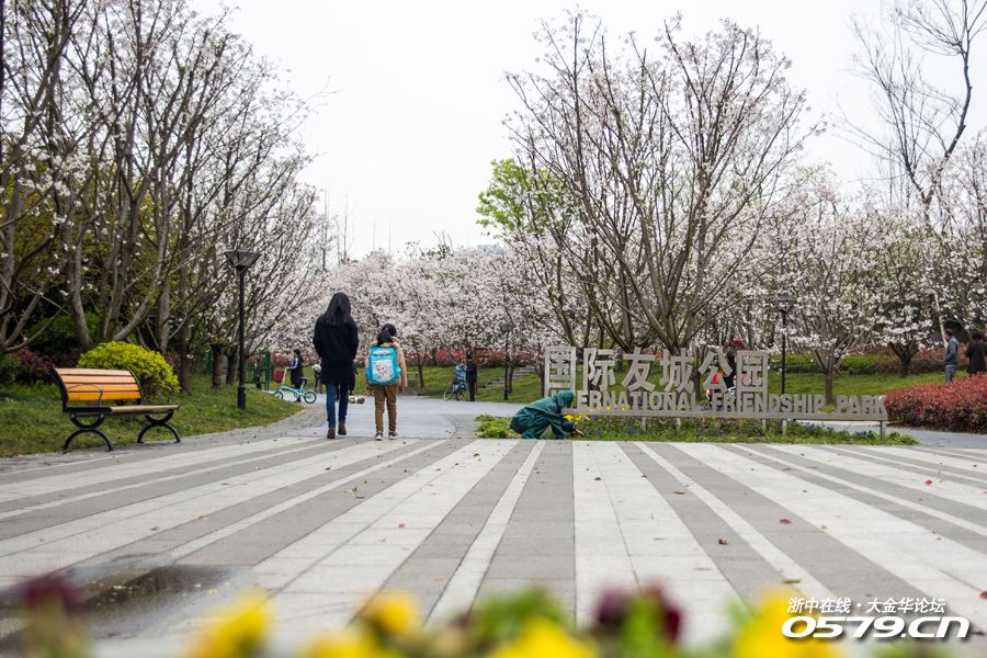 金華國際友城公園--原來的櫻花公園,櫻花開放了