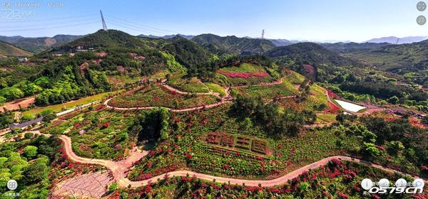 婺城区雅畈杜鹃王国图片