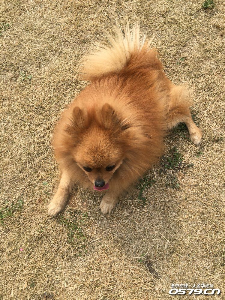 棕色雄博美,七岁.四月九号下午五点左右在金东区枫树