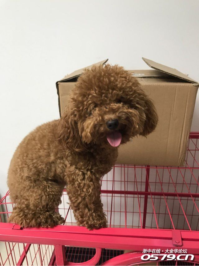 出售咖啡色贵宾犬,一岁多公,毛量多,品相好!联系1