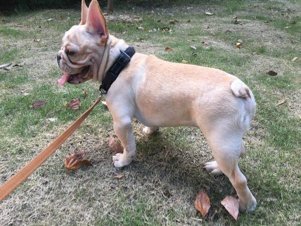 乖巧可爱的法斗,家里不让养了,仅限今明两天