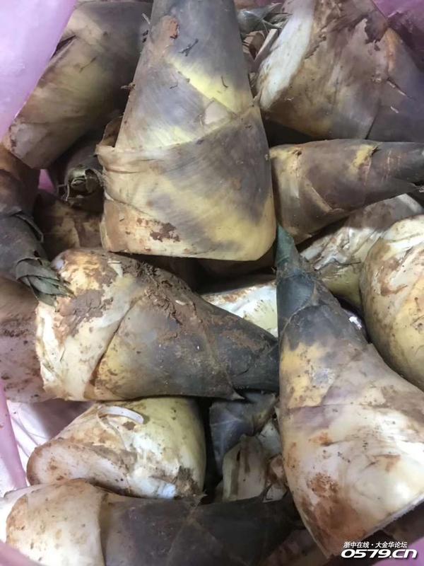 还是笋的好()-大金华论坛