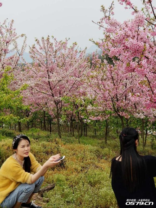 诸葛八卦村的樱花