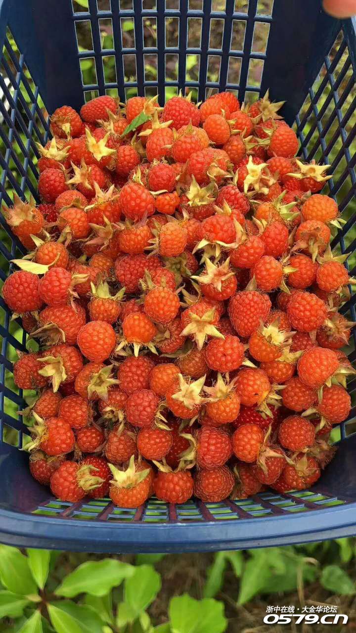 请问下金华市区哪里有卖野草莓的,求推荐
