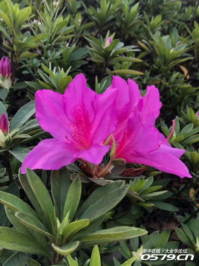 【七绝】杜鹃花