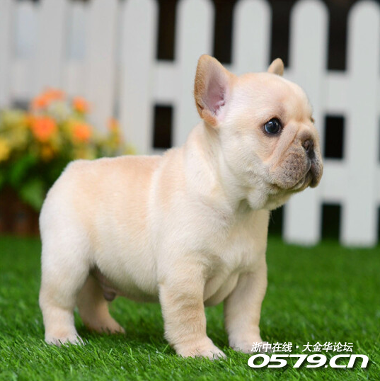 螺丝尾短体法国斗牛犬