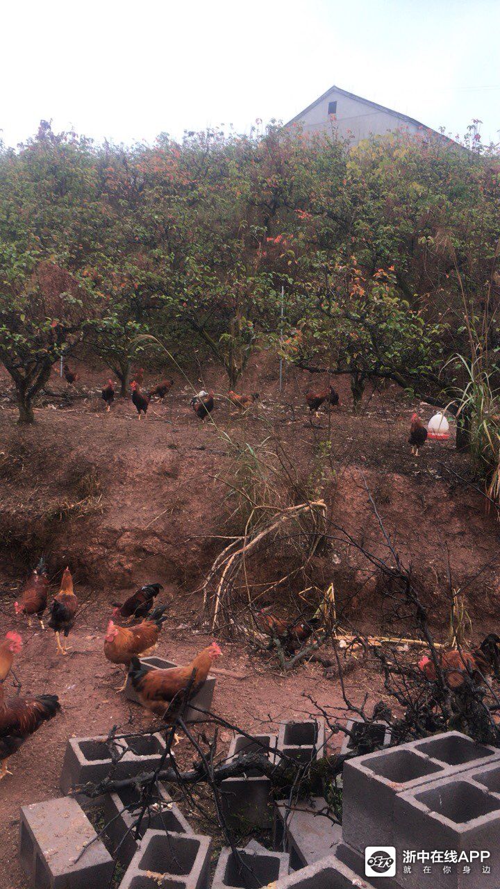 金华本地土鸡出售