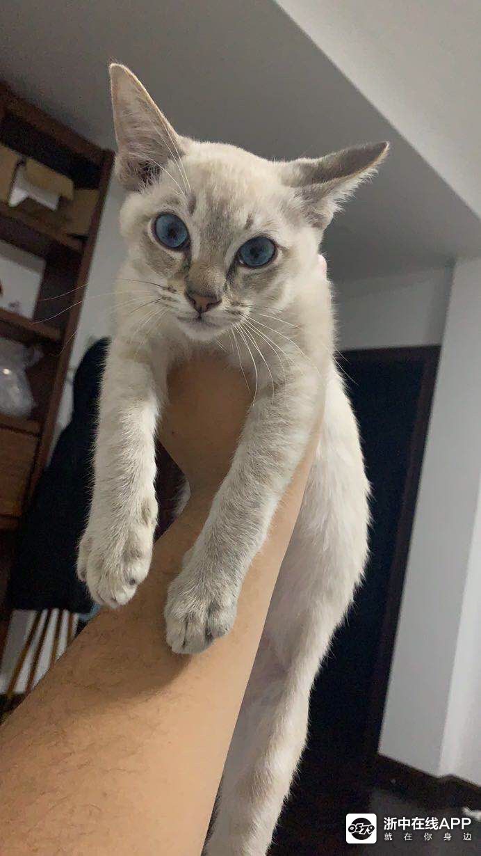 出售暹罗蓝虎斑5个月