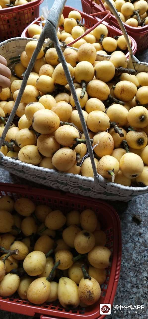 兰溪白枇杷成熟了