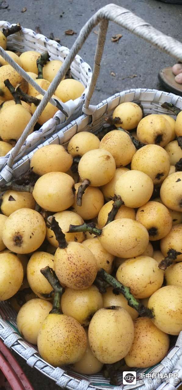 兰溪枇杷成熟了