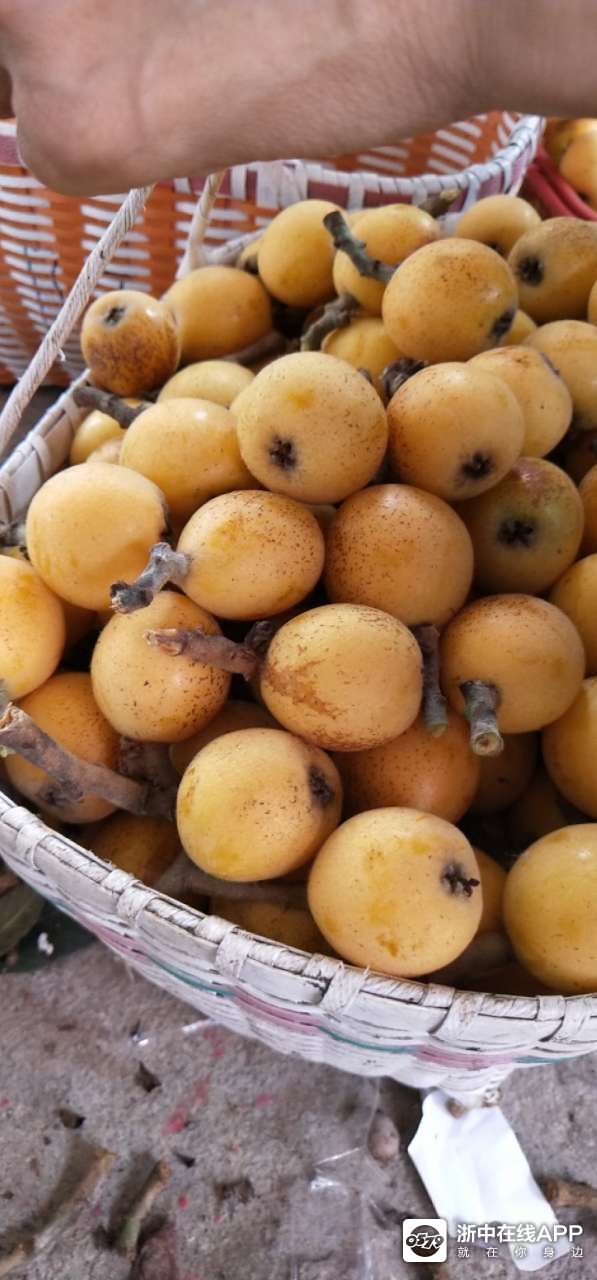 兰溪白枇杷成熟了